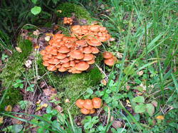 IMG_7815.thumb.JPG.697ea5f7df28218bedfaa54b2d7b1ffa.JPG