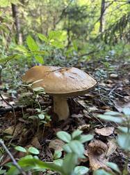 IMG_8495.jpeg