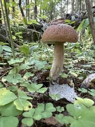 IMG_8511.jpeg