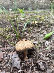 IMG_8938.thumb.jpeg.7a2ba47bddc6f0d4fcbcd4d655619be8.jpeg