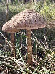 IMG_8959.thumb.jpeg.db48154a2135af3ba08e147fdb2fb6d8.jpeg