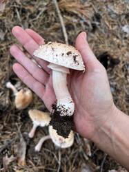 IMG_8966.thumb.jpeg.845b99b4826cbc1250d2791d1b825e88.jpeg