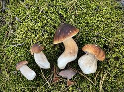 IMG_9110.jpeg