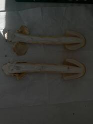 IMG_9729.jpeg