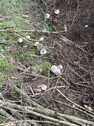 IMG_9989.thumb.JPEG.1261d0dfccbc00022b51c49e042a71bf.JPEG