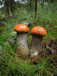 OLLE2948.thumb.jpg.2f5c704137b8b4de1cc03120694ab48b.jpg