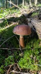 PXL_20250920_151733730.thumb.jpg.83f2910a0d4693a42572b2098b7552d9.jpg