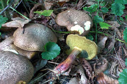 Xerocomellus_chrysenteron_AWP_20250920.thumb.jpg.98f42af9eed8c5a365eb716ee12d3bce.jpg