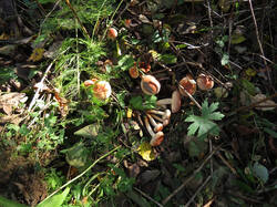 ZEFF_Hypholoma_lateritium_20250928_1.thumb.jpg.f099b8593db755ac4a21e8e669801ebc.jpg