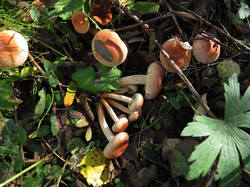 ZEFF_Hypholoma_lateritium_20250928_2.thumb.jpg.7a5a053cfb3b75a0473dfb64c45d4f6f.jpg