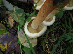 ZEFF_Hypholoma_lateritium_20250928_3.thumb.jpg.109d098427d13058e126ac228d8d6e80.jpg