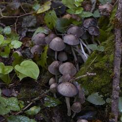 __5D_9004.thumb.jpeg.ad6c52280add78d590319e14cee2a9c8.jpeg