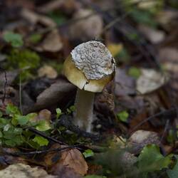 __5D_9014.thumb.jpeg.f2ed2d11c8fabc65e7ae71a19d304f6b.jpeg