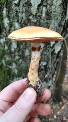 img_1758198486446.thumb.jpg.50f511956db7f3653196738e73f30b45.jpg