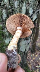 img_1758198493733.jpg