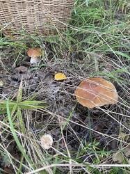 thumbnail_IMG_6044.thumb.jpg.03d14715765d3fc4169dfbac4dabe2e6.jpg