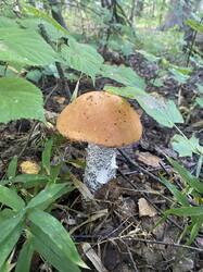 thumbnail_IMG_6047.thumb.jpg.566b030106e272de87341c8ca95cc509.jpg