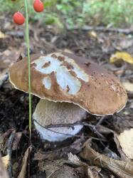 thumbnail_IMG_6049.thumb.jpg.0a1f2b6e2be5c3684f9c5e9264261260.jpg