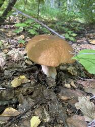 thumbnail_IMG_6057.thumb.jpg.0f80e9472a470d0db79c5487e80916c4.jpg