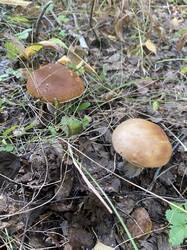 thumbnail_IMG_6060.thumb.jpg.9a5e8923922e6a1e4dd22ddbaf157fc7.jpg