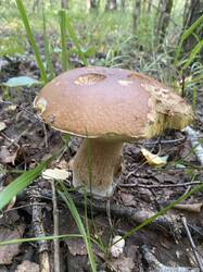 thumbnail_IMG_6072.thumb.jpg.88cefcc93202efe7c383126ccb418eb8.jpg