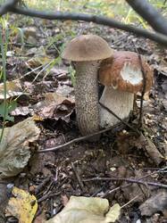 thumbnail_IMG_6075.thumb.jpg.2150993a5de755f3c11d34aee57b350c.jpg