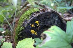 10-25-02.thumb.jpg.c2dcd30d2d0e1f3691e2e11208699aee.jpg