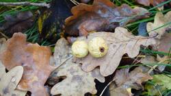 10-25-12-1.thumb.JPG.5cf62d2581fb77f9bc38c58db9752087.JPG