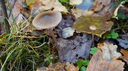 10-25-12-2.thumb.JPG.309df57c4e6f412d27bc7cb1760fb7d1.JPG