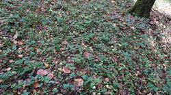 10-25-12-3.thumb.JPG.323ab6dd6fef8f3fff4713b5dcf7441d.JPG