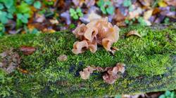 10-25-16-3.thumb.JPG.b695b8992a7b6e3c618bd11176241e68.JPG