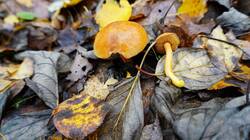 10-25-16-4_(1).thumb.JPG.24f5c928cb5b6005f6d90c34faae9ae1.JPG