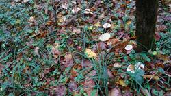 10-25-16-4_(3).thumb.JPG.a85b040ab78a56a4f5db08152c058f19.JPG