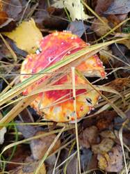 Изображение WhatsApp 2025-10-30 в 13.17.18_1dfb2ea8.jpg