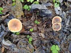 Изображение WhatsApp 2025-10-30 в 13.17.17_b0018db6.jpg