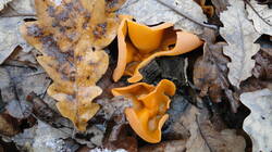 122801462__.thumb.JPG.66eaa99cc49e1f75ee08cd905baffd03.JPG