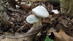 1242128005__1.thumb.JPG.0bc75ed8c8d7d516412e563af78921d1.JPG
