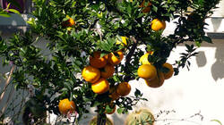 1248593848_Citrus_microcarpa__AWP_202501002.thumb.JPG.bc6542357b4079ff4f98507d901350df.JPG