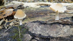 1265092449__1.thumb.JPG.23abe640703c36cd623afce3564d775f.JPG