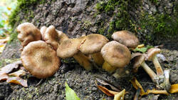1281722332_Armillaria_gallica__2025_1019.thumb.JPG.5c9fa8dbc235a32f413a942e69aa20a7.JPG