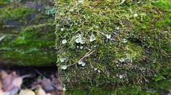 128569374_10-25-25-(5).thumb.JPG.8e3fe6a8ba0ee1eb3f456390e0df1b91.JPG