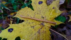 1326968166_10-25-16-(2).thumb.JPG.feee438f754853d302eca15b92b70d0d.JPG