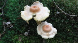 1345313026__2.thumb.JPG.e99e57e836e3451622ce0aad1c6c0342.JPG