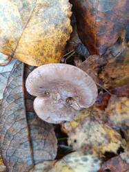 Изображение WhatsApp 2025-10-30 в 13.17.15_fbfbb0f7.jpg