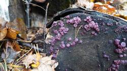 1394898500_10-25-20-(4).thumb.JPG.58cd17f3c3afaca96dd5dee89ef417f6.JPG