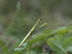1400_DSC0648.thumb.jpg.2fc49ff8f162cfe257cca265475d3679.jpg