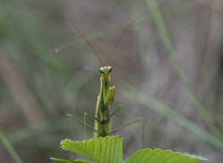 1400_DSC0657.thumb.jpg.e482d425bdd25cb8c4b254c65c5c2b98.jpg