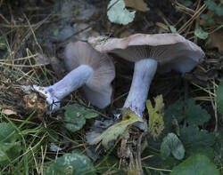 1400_DSC1669.thumb.jpg.51c2397f7385f5a5bcfa25e8cd4effae.jpg