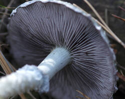 1400_DSC1677.thumb.jpg.74eac5cfa01ed9719969ee2284d1c28f.jpg