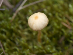 1400_DSC1757.thumb.jpg.c2b954a9a98e04305fbd71aa7f01caa3.jpg